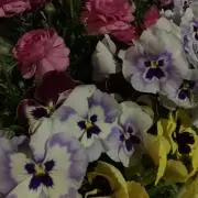 ぱるまの画像