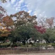 メムリの画像