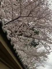 すみれ