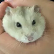 コジの画像