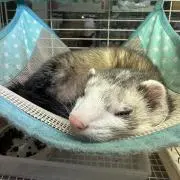 Nanaの画像