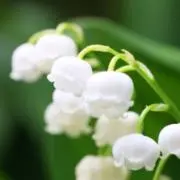 ほたる@24時間以内発送の画像