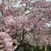 ひろこ