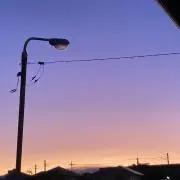 さめの画像