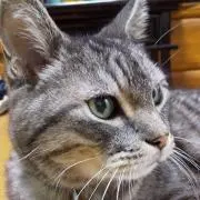 riseko