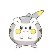 まぴの画像