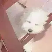 Ameの画像