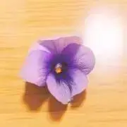 りーふの画像