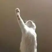 もみじの画像