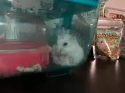 hihihの画像
