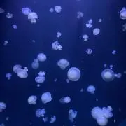 nnaa