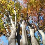 きこりこの画像