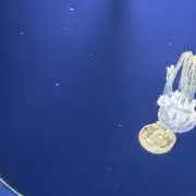 こめ