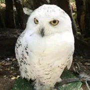 フジの画像