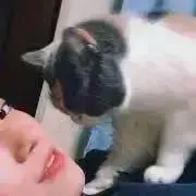 猫まっしぐら