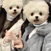 Aの画像