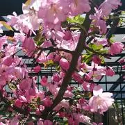 るるの画像