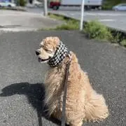 灯