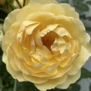 セイケの画像