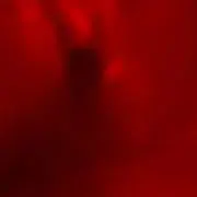 おすの画像