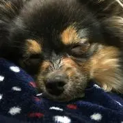 やっくん