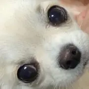 やぎの画像