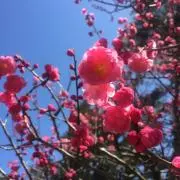 えむ