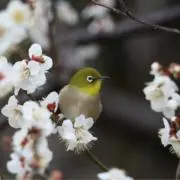 Saechanの画像