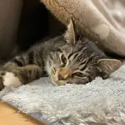 なちゅん