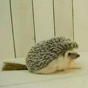 蘭