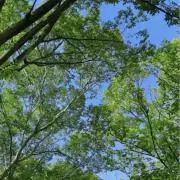 ダルの画像