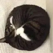 まっくすの画像
