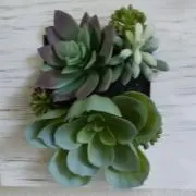 paletの画像