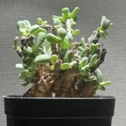 ズオーの画像