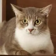 ぼくちゃんの画像
