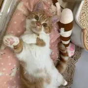 KYOKOの画像