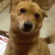 福ちゃん