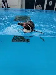 クロ
