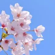 最安値！新春セール開催中♡MeriMe♡の画像
