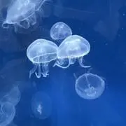キイさんの画像