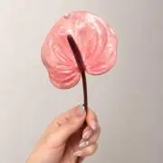 Tocoの画像