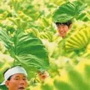 菊次郎