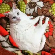 むーみんの画像