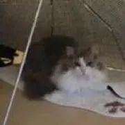 げんたろー
