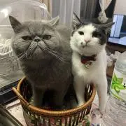 a-yaの画像