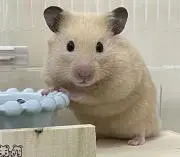 ちー【値下げ交渉歓迎】の画像