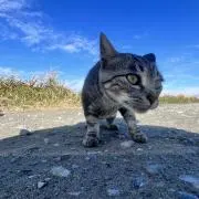 じゃんぷの画像