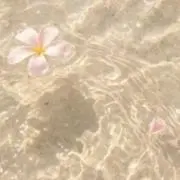 凛の画像
