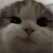 tohuの画像