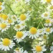 カモミールの画像